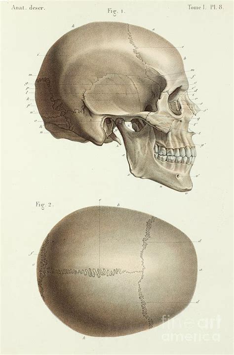 View Anatomy Skull Images