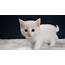 Best White Kittens Near Me  Affordable Kitten Breeders In US