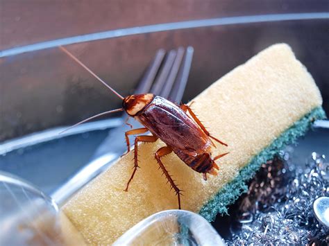 How To Make Pest Control For Cockroaches Knowing The Type Of Roach