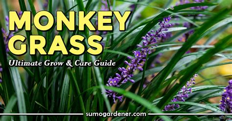 Monkey Grass Ultimate Grow And Care Guide Sumo Gardener