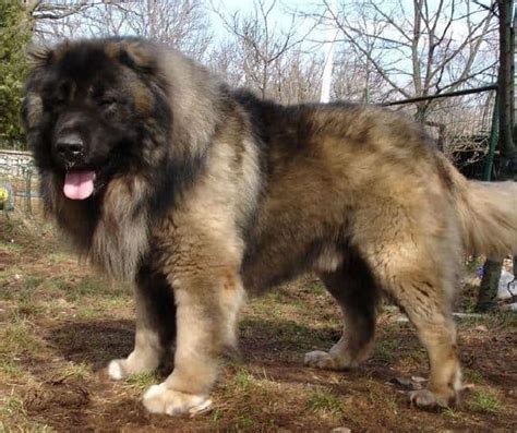 The Russian Bear Dog What You Need To Know K9 Web