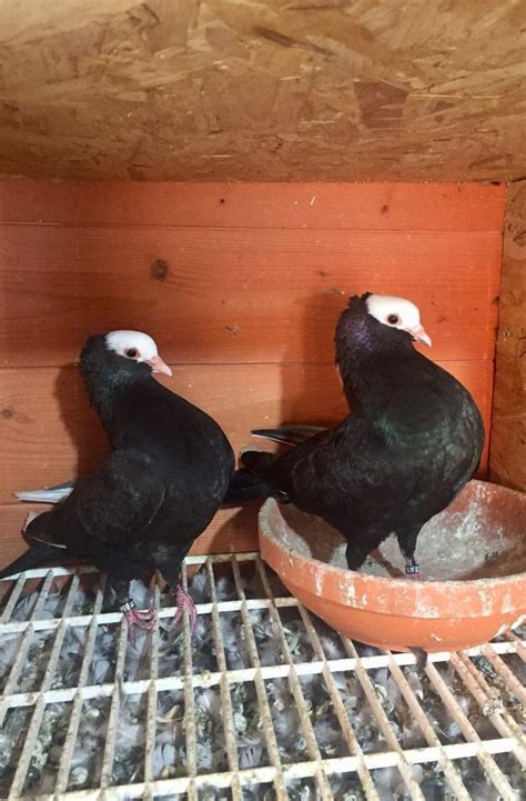 Pair Of Black Mookee Pigeons In Sheffield South Yorkshire Gumtree