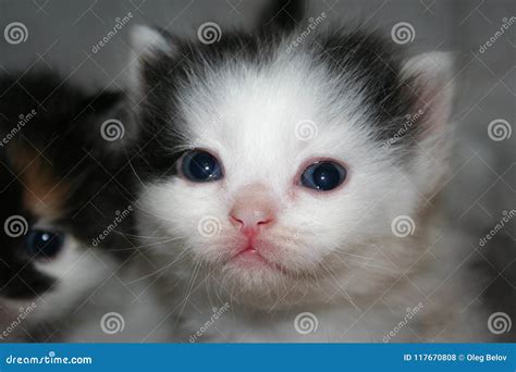 A Tiny Newborn Kitten Is Close Up Stock Photo Image Of Lovely
