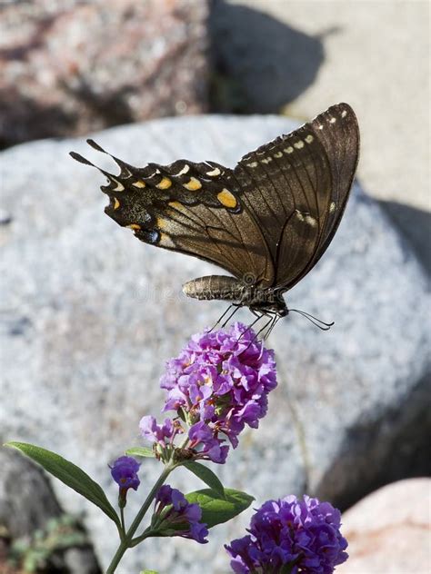 Mariposa De Swallowtail Del Tigre Foto De Archivo Imagen De Flor