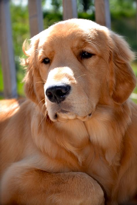Simple Pleasuresall In Bokeh Beautiful Dogs Dog Love Golden