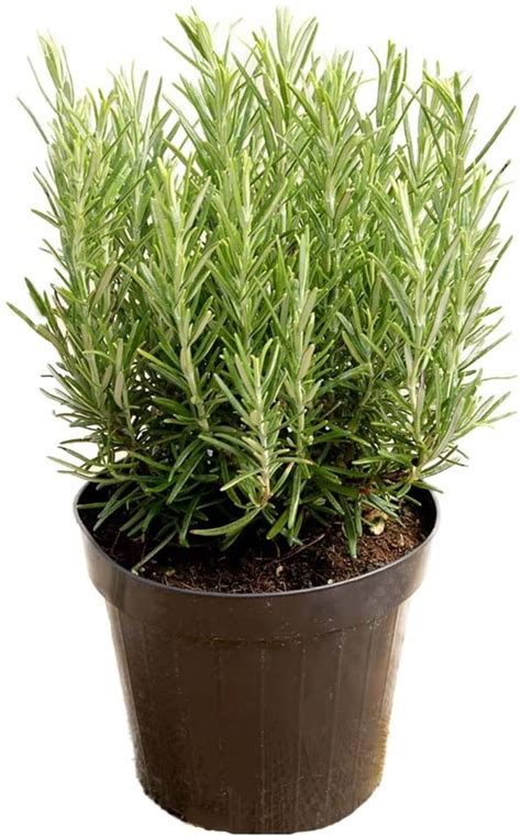 Rosemary Plant Care Indoor Plant Ideas