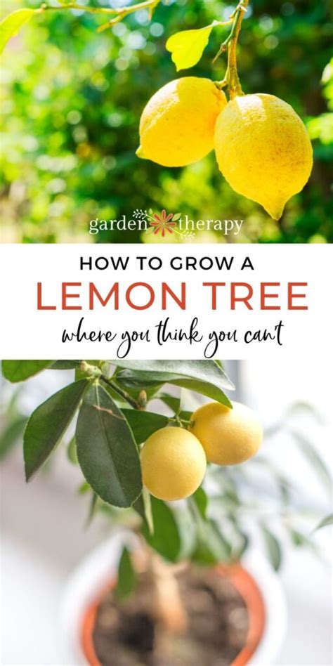 Yes You Can Grow A Lemon Tree Garden Therapy