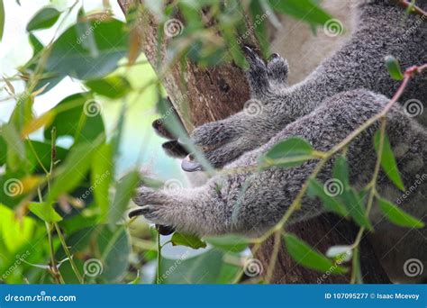 Koala Paws Stock Image Image Of Paws Grasp Outdoors 107095277