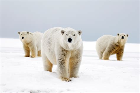 11 facts you didn’t know about polar bears | WWF