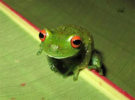 Anfibios Da Mata Atlantica