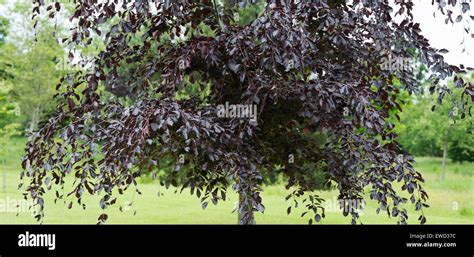 Fagus Sylvatica Purpurea Copper Beech Tree Panoramic Stock Photo Alamy