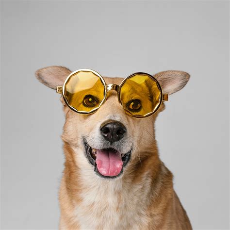 Free Photo Cute Smiley Dog Wearing Sunglasses