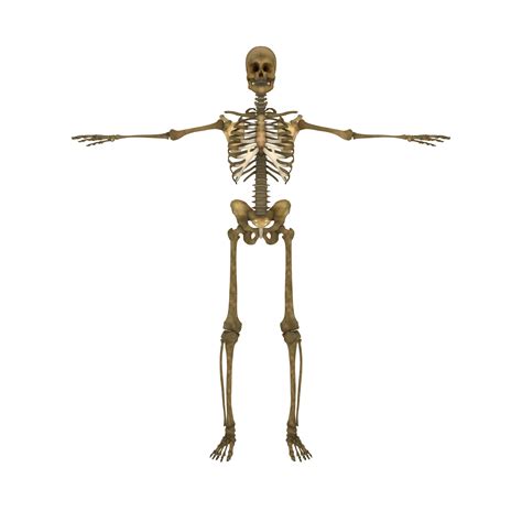 Human Skeleton Human Body Vertebral Column Bone Skeleton Png Download