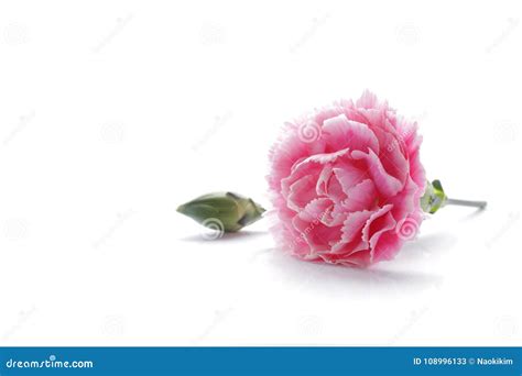 Pink Carnation Flower Isolated On White Background Stock Image Image