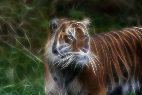 Tiger Magic Photograph By Athena Mckinzie