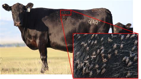 uw extension releases report on horn fly management for beef cattle agnews
