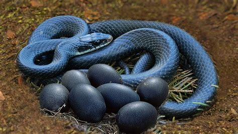 Snake Giving Birth Or Laying Eggs Youtube