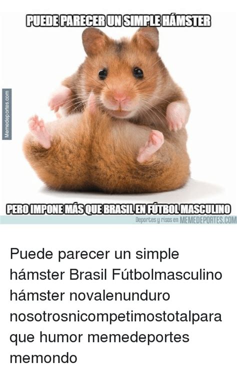 25 Best Memes About Hamster Hamster Memes