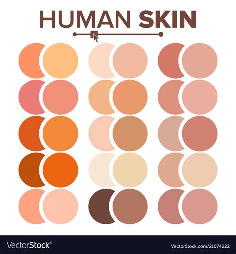 Skin Human Various Body Tones Chart Royalty Free Vector