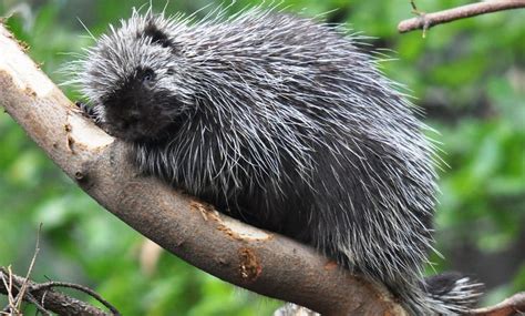 Porcupine North American Porcupine Animals