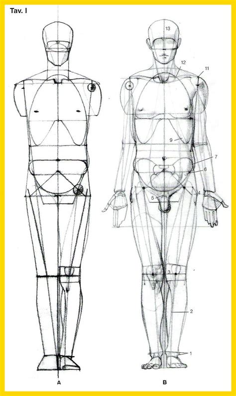 Human Body Drawing Reference At Getdrawings Free Download