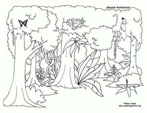 Animal Coloring Picture 5 Of 5 Rainforest Coloring Page For Kids