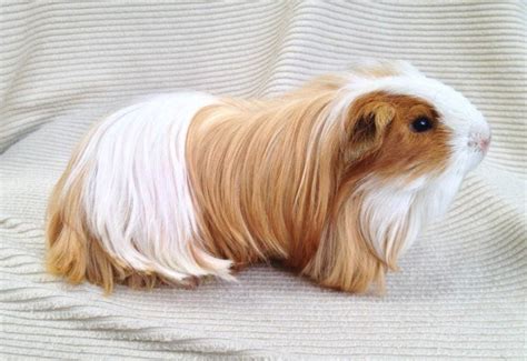 13 Guinea Pig Breeds With Pictures Pet Keen