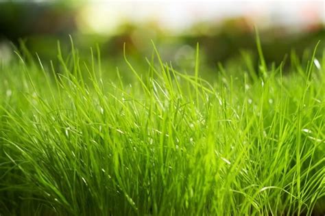 Grass Wallpaper ·① Download Free Beautiful Wallpapers For