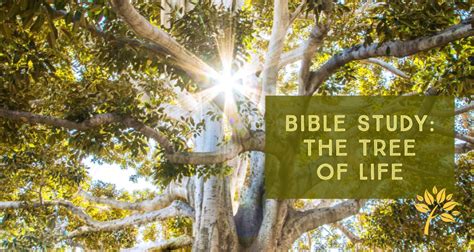 Bible Study The Tree Of Life Global Ministries