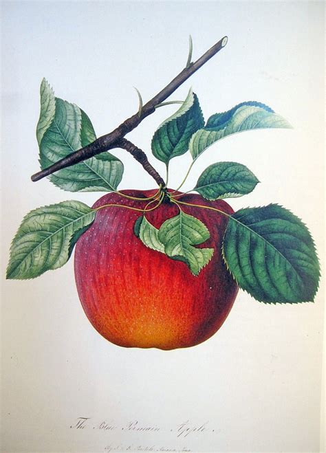 The Blue Pearmain Apple Art Nature Vintage Botanical
