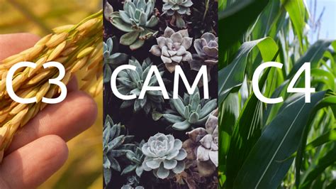 C3 C4 And Cam Photosynthesis Difference Explained