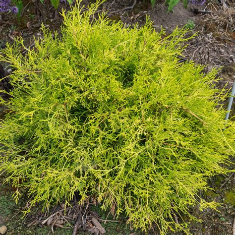 Buy Gold Thread Cypress Online Colorful Evergreen Shrub Bay Gardens