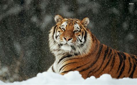 Siberian Tiger Wallpaper Wallpapersafari