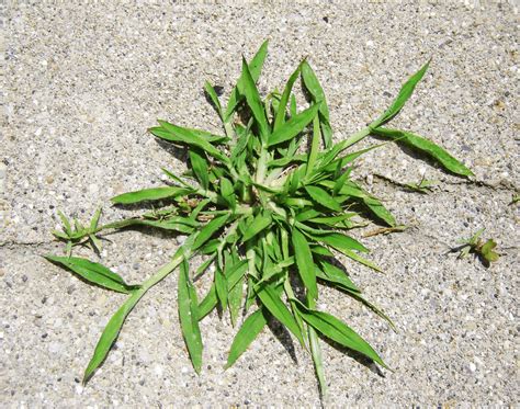 What Does Crabgrass Look Like When Its Dying