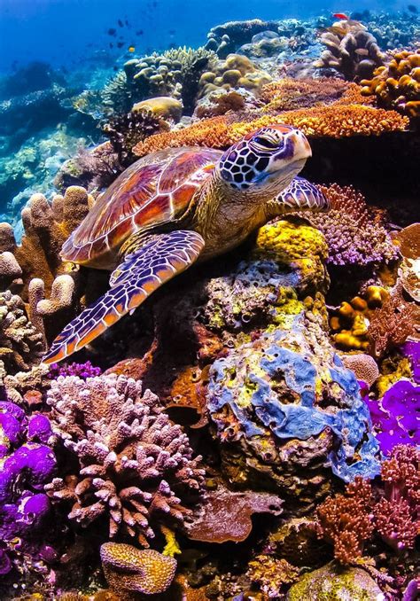 17 Best Images About Sea Turtles On Pinterest Swim