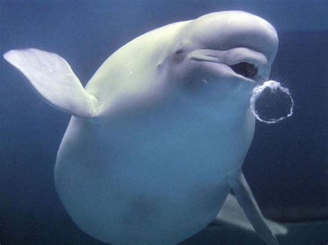 Killer Cat Parasite Spreads To Arctic Toxoplasma Found In Beluga Whales Science News The