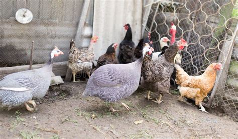 Guinea Fowl On A Farm Stock Photo Image Of Helmeted 111826208