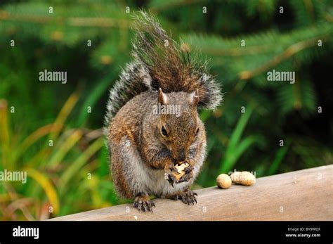 Squirrel Eating Peanuts At Golden Gate Park San Francisco Stock Photo