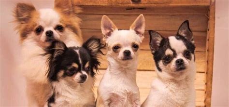 Pawpedia All You Need To Know About Chihuahuas Dog Breed