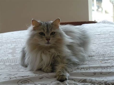 They enjoy the company of other siberian cats hail from russia, where they are cherished as a national treasure. Willow-Siberian Cat | Siberian cat, Cats, Russian blue