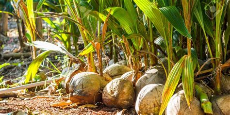 Ghana Export Promotion Authority Hands Over 160000 Coconut Seedlings