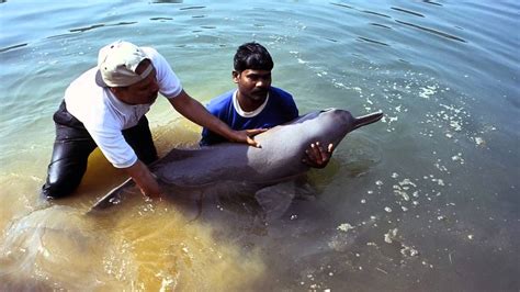 Uttar Pradesh Sees Rise In Ganga River Dolphin Numbers Indias Endangered