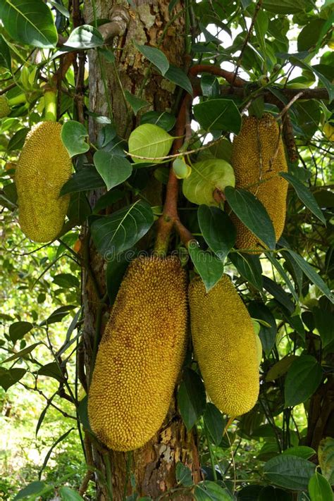 Jackfruit Fruit Stock Image Image Of Single Grow Banana 41272419