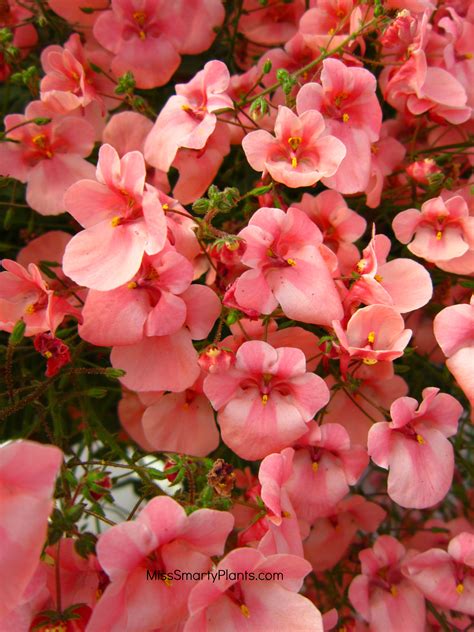 Take a look at the seed heads you are cutting off. Winter Flowers for Florida