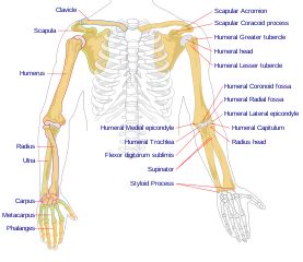 The study of the anatomy of the human arm will give you an idea as to how complex these seemingly simple functions can be. File:Human arm bones diagram.svg - Wikipedia