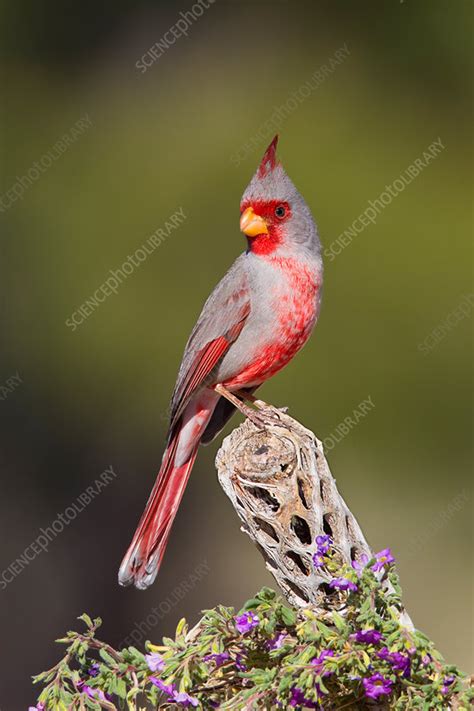 Pyrrhuloxia Male Stock Image C0117920 Science Photo Library