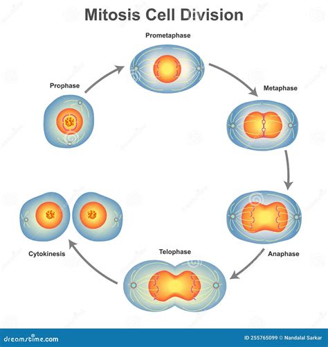 Mitosis Cell Division In Biology Vector Illustration Stock Vector Illustration Of Replication