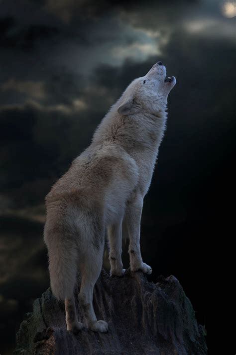 Bildresultat För White Wolf Howling Night Lobo Branco Animais