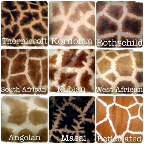 Giraffe Spot Patterns Differ By Type Giraffe Species Giraffe