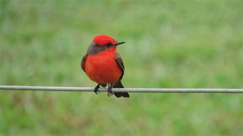 25 Birds With Red Heads In North America Bird Advisors